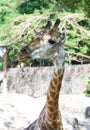 Funny face Giraffe,wildlife animal.