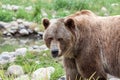 Funny Face Grizzly Bear