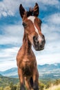 Funny Face Horse Head Portrait. Unique Perspective