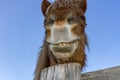 Funny face horse portrait Royalty Free Stock Photo