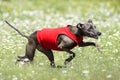 Funny Face Italian Greyhound lure coursing competition