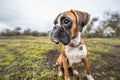 funny face 9 months old purebred golden puppy german boxer dog closeup Royalty Free Stock Photo