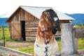 Funny face Nubian goat, Brown goat. Brown goat portrait in contact zoo