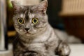 Funny face of one gray British Shorthair cat