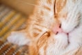Funny Face Of Peaceful Orange Red Tabby Cat Royalty Free Stock Photo