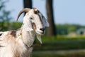 funny face small goat, Brown goat, Domestic goat, Brown goat portrait Royalty Free Stock Photo