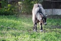 funny face small goat, Brown goat, Domestic goat, Brown goat portrait Royalty Free Stock Photo