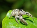 Funny face spider Royalty Free Stock Photo