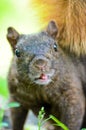 Funny Face Squirrel Royalty Free Stock Photo