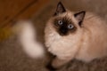 Funny face of a staring Birman breed cat with big blue eyes Royalty Free Stock Photo