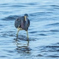 Funny Face Tricolored Heron