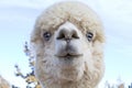 Funny Face White Alpaca Close Up