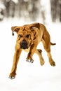 Adult Fila Brasileiro having fun in snow