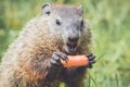 Funny Faced Young Groundhog showing teeth