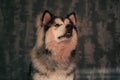 Funny facial expression of Malamute boy Royalty Free Stock Photo