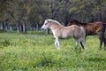 Funny Falabella Fillies Royalty Free Stock Photo