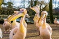 Funny family portrait of rosy pelicans together, group of birds from Europe