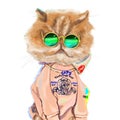 funny fashion illustration of a Persian cat in a trendy outfit: in a sweatshirt hoodie and sunglasses