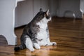 Funny fat cat sitting in the kitchen Royalty Free Stock Photo