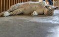 Funny fat cat sleeping comfortable on concrete floor. Cute cat on sleep time Royalty Free Stock Photo