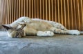 Funny fat cat sleeping comfortable on concrete floor. Cute cat on sleep time Royalty Free Stock Photo