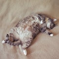 Funny fat cat sleeping on its back in a home bed Royalty Free Stock Photo