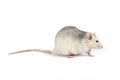 Funny and fat gray rat with long tail isolated on white background Royalty Free Stock Photo