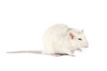 Funny and fat light gray rat with long tail isolated on white background Royalty Free Stock Photo