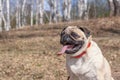 Funny fat pug with open mouth and long tongue in the forest.