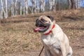 A funny fat pug sits with an open mouth and a long tongue in the forest.