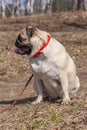 A funny fat pug is sitting in the forest with an open mouth and his tongue sticking out.