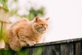 Funny Fat Red Cat Sitting On Fence Royalty Free Stock Photo