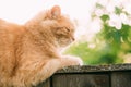 Funny Fat Red Cat Sitting On Fence In Summer Sunny Day Royalty Free Stock Photo