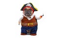 Funny French Bulldog Dog Dressed Up With Pirate Halloween Fully Body Costume With Hat And Fake Hook Arm On White Background