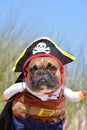 Funny fawn French Bulldog dog boy dressed up in pirate costume with hat and arms