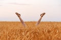 Funny Feet sticking out of wheat field. Woman lies in field with her legs up