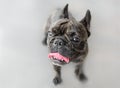 Funny female french bulldog dog