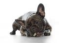 Funny female french bulldog dog