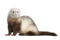 Funny ferret