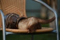 funny ferret hides in an amphora