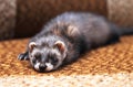 Funny ferret lying on bed