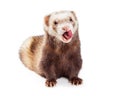Funny Ferret Pet With Tongue Sticking Out