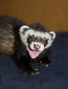 Funny ferret is yawning