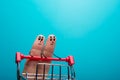 Funny fingers shopping at supermarket with red cart trolley on blue background