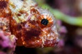 Funny fish close-up portrait. Tropical coral reef scene. Underwater photo. Royalty Free Stock Photo