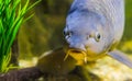 Funny fish face in closeup, european carp, popular fish from Europe Royalty Free Stock Photo