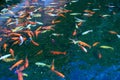 A funny fishes swim in a beauty water