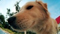 Funny fisheye portrait of a dog in the garden, extreme close-up shot