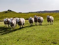 Funny Flock of Staring Sheep looking into the camera