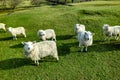 Funny Flock of Staring Sheep looking into the camera